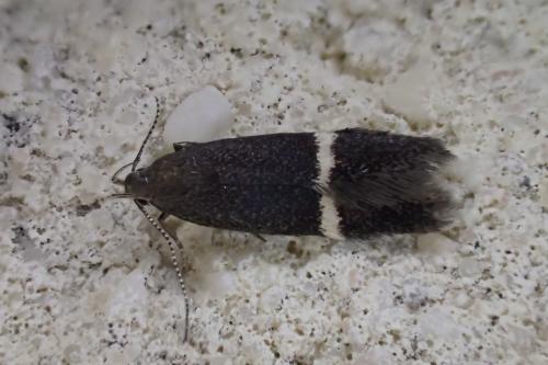 Aproaerema sp.